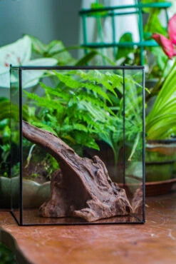 Natural Driftwood For Moss Terrarium, Miniature, Micro Landscape, Unique 10-9, Suitable For Both Live And Preserved Moss 18 Natural Driftwood For Moss Terrarium, Miniature, Micro Landscape, Unique 10-9, Suitable For Both Live And Preserved Moss -Ncyp Garden Store IMG 8089