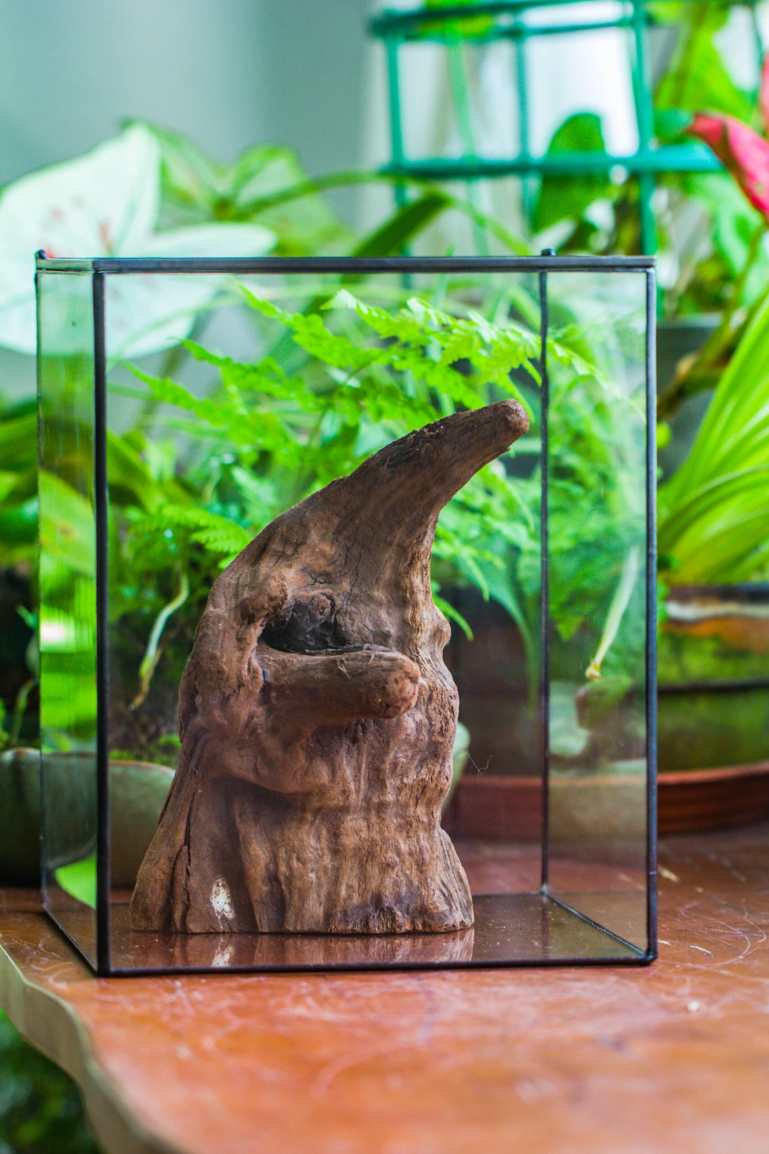 Natural Driftwood For Moss Terrarium, Miniature, Micro Landscape, Unique 10-6, Suitable For Both Live And Preserved Moss 7 Natural Driftwood For Moss Terrarium, Miniature, Micro Landscape, Unique 10-6, Suitable For Both Live And Preserved Moss - Image 5