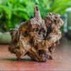 Natural Driftwood For Moss Terrarium, Miniature, Micro Landscape, Unique 10-8, Suitable For Both Live And Preserved Moss 2 Natural Driftwood For Moss Terrarium, Miniature, Micro Landscape, Unique 10-8, Suitable For Both Live And Preserved Moss -Ncyp Garden Store IMG 8107