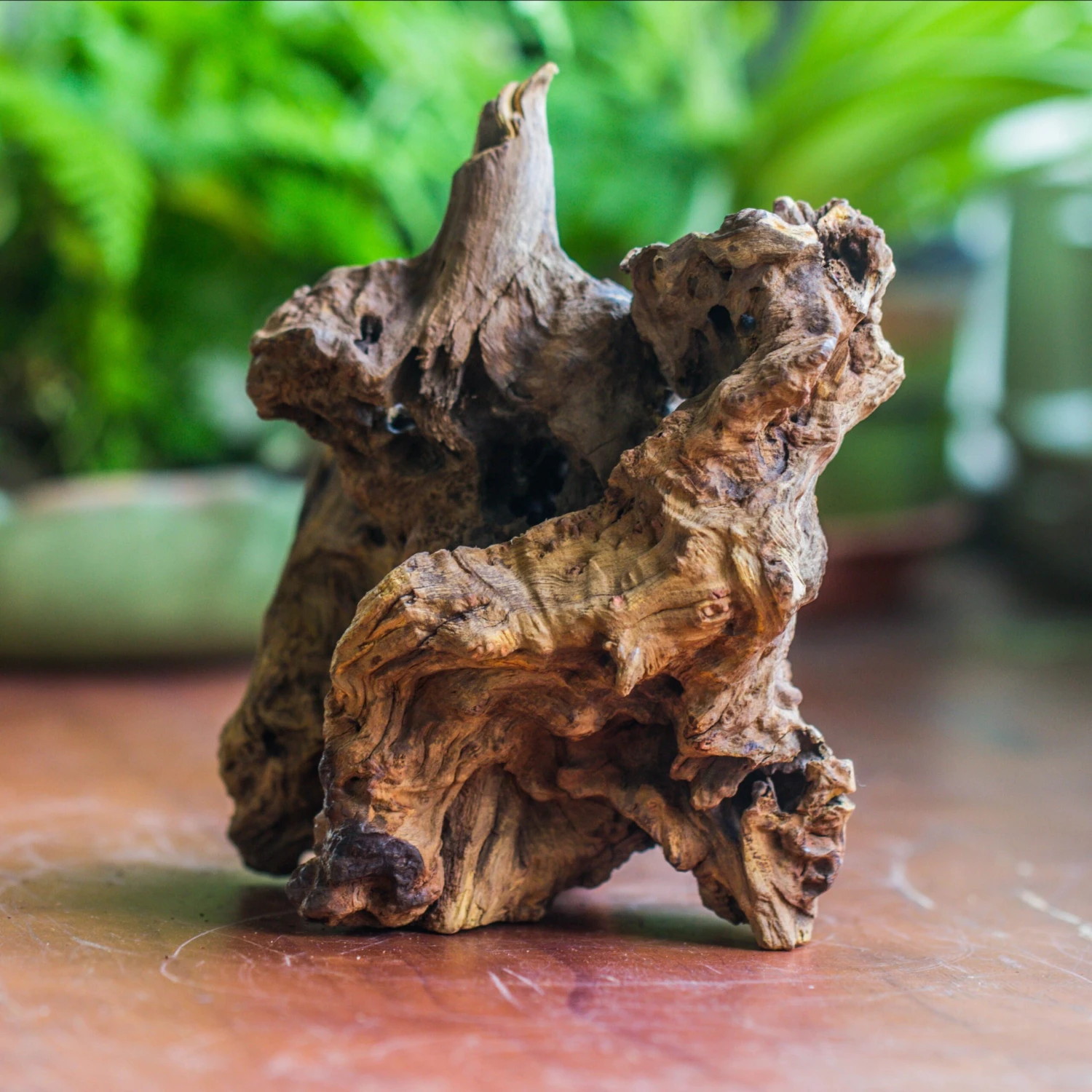 Natural Driftwood For Moss Terrarium, Miniature, Micro Landscape, Unique 10-8, Suitable For Both Live And Preserved Moss 4 Natural Driftwood For Moss Terrarium, Miniature, Micro Landscape, Unique 10-8, Suitable For Both Live And Preserved Moss - Image 2