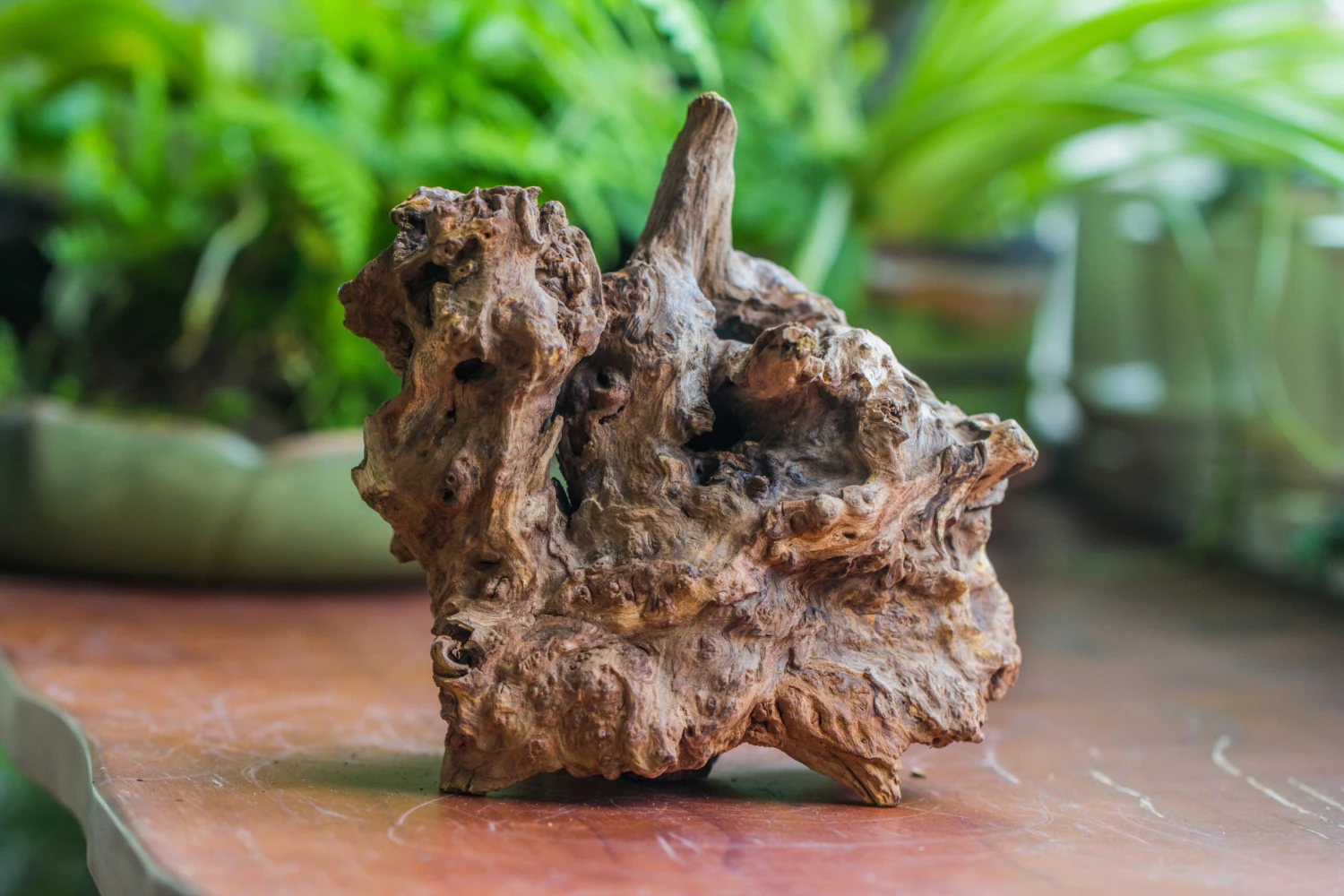 Natural Driftwood For Moss Terrarium, Miniature, Micro Landscape, Unique 10-8, Suitable For Both Live And Preserved Moss 5 Natural Driftwood For Moss Terrarium, Miniature, Micro Landscape, Unique 10-8, Suitable For Both Live And Preserved Moss - Image 3