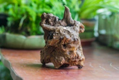 Natural Driftwood For Moss Terrarium, Miniature, Micro Landscape, Unique 10-8, Suitable For Both Live And Preserved Moss 13 Natural Driftwood For Moss Terrarium, Miniature, Micro Landscape, Unique 10-8, Suitable For Both Live And Preserved Moss -Ncyp Garden Store IMG 8110