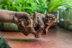 Natural Driftwood For Moss Terrarium, Miniature, Micro Landscape, Unique 10-8, Suitable For Both Live And Preserved Moss 15 Natural Driftwood For Moss Terrarium, Miniature, Micro Landscape, Unique 10-8, Suitable For Both Live And Preserved Moss -Ncyp Garden Store IMG 8113