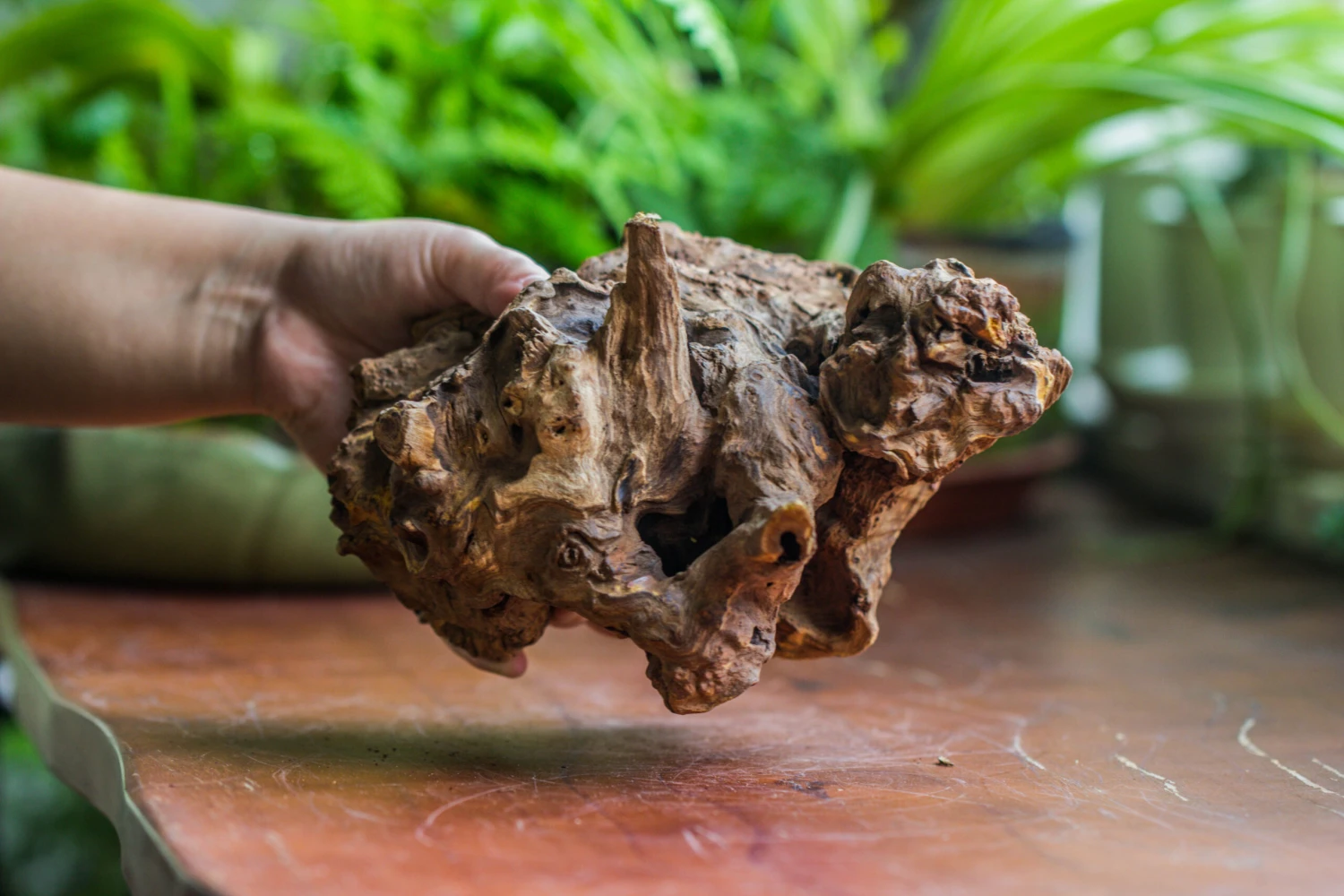 Natural Driftwood For Moss Terrarium, Miniature, Micro Landscape, Unique 10-8, Suitable For Both Live And Preserved Moss 8 Natural Driftwood For Moss Terrarium, Miniature, Micro Landscape, Unique 10-8, Suitable For Both Live And Preserved Moss - Image 6