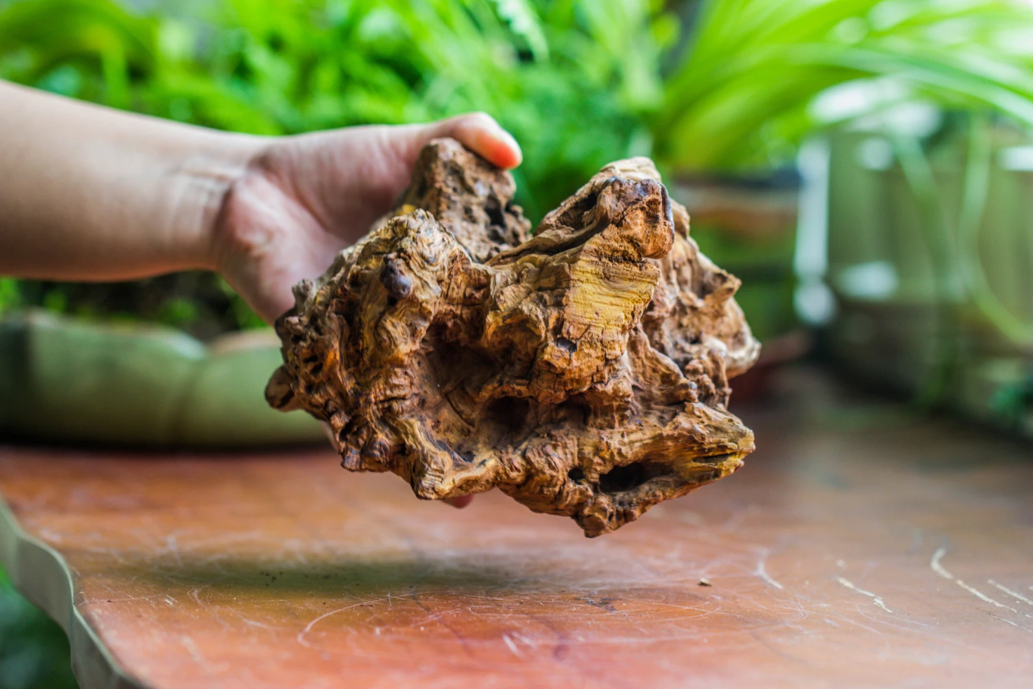 Natural Driftwood For Moss Terrarium, Miniature, Micro Landscape, Unique 10-8, Suitable For Both Live And Preserved Moss 9 Natural Driftwood For Moss Terrarium, Miniature, Micro Landscape, Unique 10-8, Suitable For Both Live And Preserved Moss - Image 7