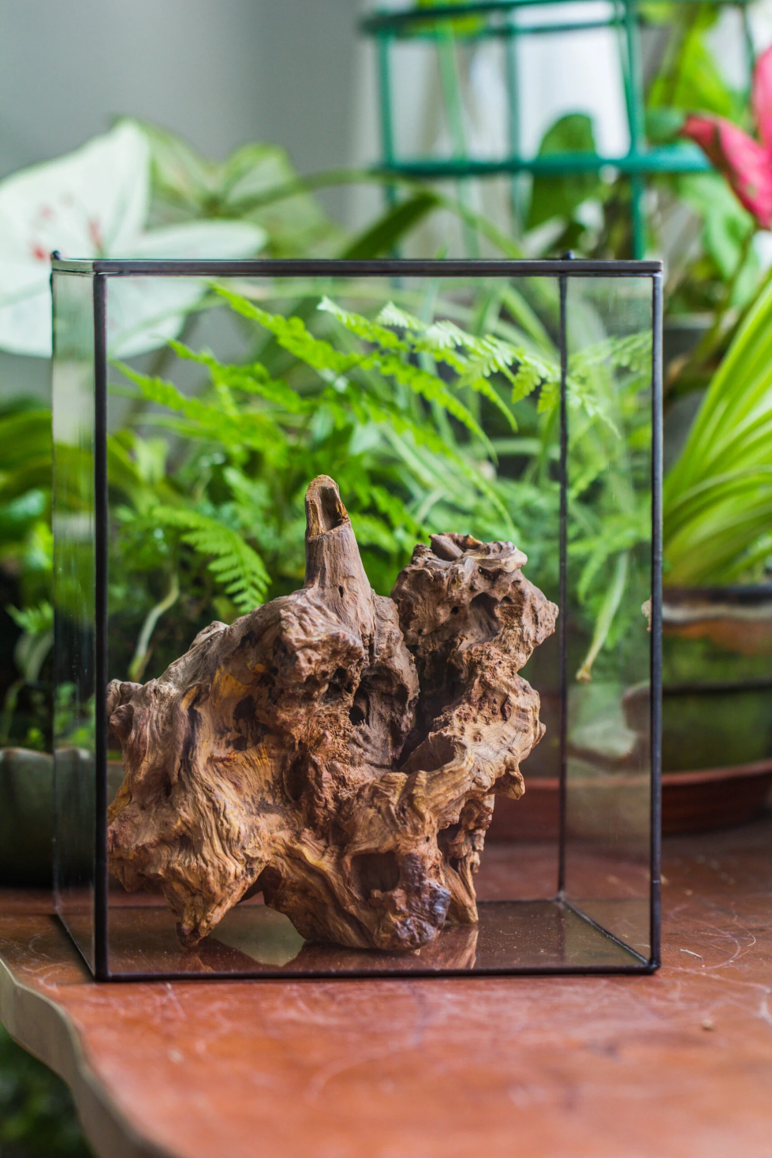 Natural Driftwood For Moss Terrarium, Miniature, Micro Landscape, Unique 10-8, Suitable For Both Live And Preserved Moss 10 Natural Driftwood For Moss Terrarium, Miniature, Micro Landscape, Unique 10-8, Suitable For Both Live And Preserved Moss - Image 8