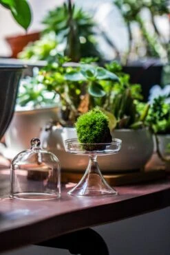 3 Units Mini Glass Serve Stand Dome Cloche Set 7x12.8cm -Ncyp Garden Store IMG 8132