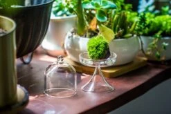 3 Units Mini Glass Serve Stand Dome Cloche Set 7x12.8cm -Ncyp Garden Store IMG 8134