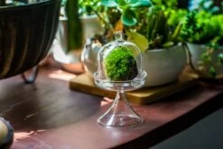 3 Units Mini Glass Serve Stand Dome Cloche Set 7x12.8cm -Ncyp Garden Store IMG 8135