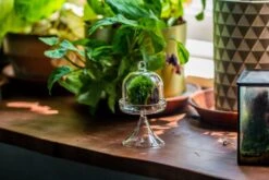 3 Units Mini Glass Serve Stand Dome Cloche Set 7x12.8cm -Ncyp Garden Store IMG 8136