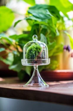3 Units Mini Glass Serve Stand Dome Cloche Set 7x12.8cm -Ncyp Garden Store IMG 8139