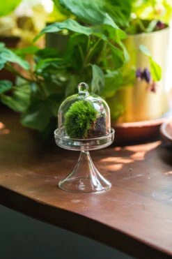 3 Units Mini Glass Serve Stand Dome Cloche Set 7x12.8cm -Ncyp Garden Store IMG 8140