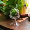 3 Units Mini Glass Serve Stand Dome Cloche Set 7x12.8cm -Ncyp Garden Store IMG 8140 0f2f0373 5081 4ac6 bc3d f9bb4ca0a8cd