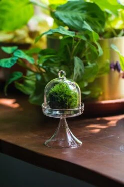 3 Units Mini Glass Serve Stand Dome Cloche Set 7x12.8cm -Ncyp Garden Store IMG 8141 2