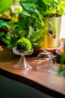 3 Units Mini Glass Serve Stand Dome Cloche Set 7x12.8cm -Ncyp Garden Store IMG 8142
