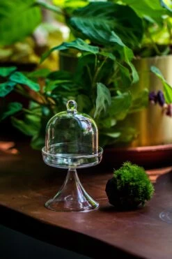 3 Units Mini Glass Serve Stand Dome Cloche Set 7x12.8cm -Ncyp Garden Store IMG 8143