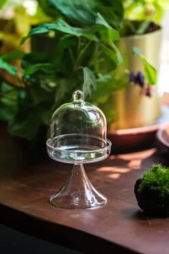 3 Units Mini Glass Serve Stand Dome Cloche Set 7x12.8cm -Ncyp Garden Store IMG 8144
