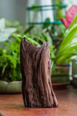 Natural Driftwood For Moss Terrarium, Miniature, Micro Landscape, Unique 10-22, Suitable For Both Live And Preserved Moss -Ncyp Garden Store IMG 8146 66b75bfe 75d9 4d2e 9933 6a91f2eacd9b