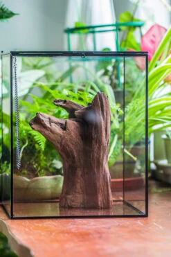 Natural Driftwood For Moss Terrarium, Miniature, Micro Landscape, Unique 10-22, Suitable For Both Live And Preserved Moss -Ncyp Garden Store IMG 8150 87935ea5 573d 4773 b3b0 600932d3f384