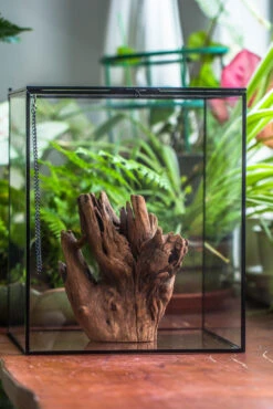 Natural Driftwood For Moss Terrarium, Miniature, Micro Landscape, Unique 10-17, Suitable For Both Live And Preserved Moss 11 Natural Driftwood For Moss Terrarium, Miniature, Micro Landscape, Unique 10-17, Suitable For Both Live And Preserved Moss -Ncyp Garden Store IMG 8155