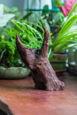 Natural Driftwood For Moss Terrarium, Miniature, Micro Landscape, Unique 10-47, Suitable For Both Live And Preserved Moss -Ncyp Garden Store IMG 8167