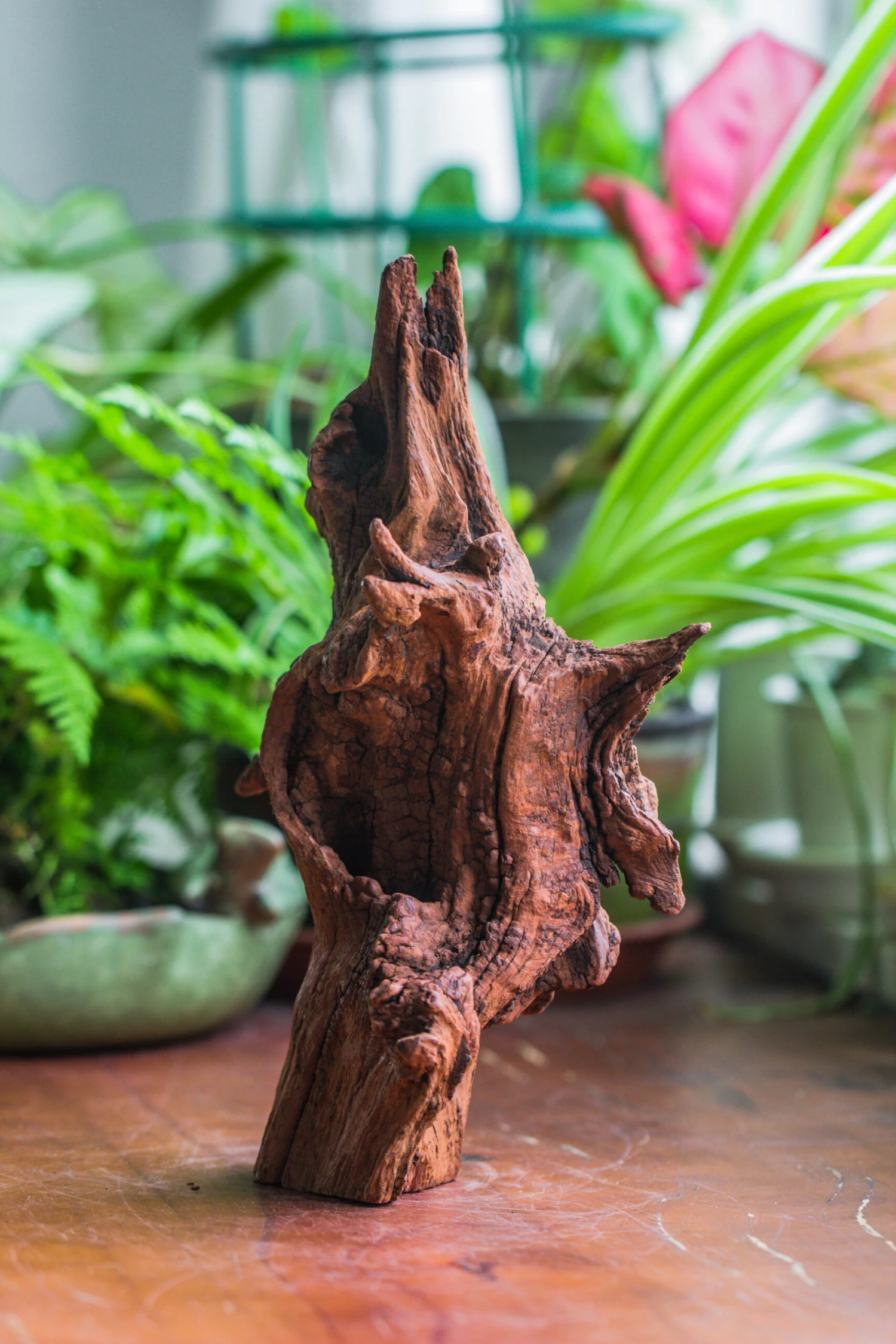 Natural Driftwood For Moss Terrarium, Miniature, Micro Landscape, Unique 10-33, Suitable For Both Live And Preserved Moss 5 Natural Driftwood For Moss Terrarium, Miniature, Micro Landscape, Unique 10-33, Suitable For Both Live And Preserved Moss - Image 3