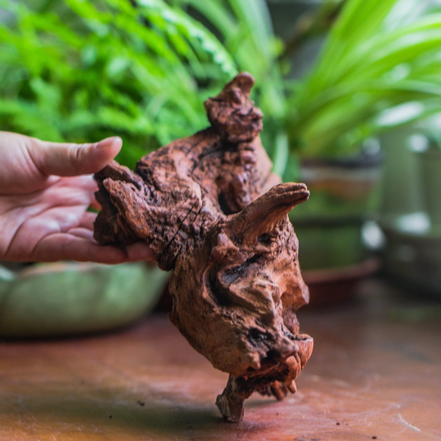 Natural Driftwood For Moss Terrarium, Miniature, Micro Landscape, Unique 10-33, Suitable For Both Live And Preserved Moss 3 Natural Driftwood For Moss Terrarium, Miniature, Micro Landscape, Unique 10-33, Suitable For Both Live And Preserved Moss