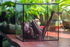 Natural Driftwood For Moss Terrarium, Miniature, Micro Landscape, Unique 10-54, Suitable For Both Live And Preserved Moss 15 Natural Driftwood For Moss Terrarium, Miniature, Micro Landscape, Unique 10-54, Suitable For Both Live And Preserved Moss -Ncyp Garden Store IMG 8244 2941f8df 23e2 4038 9148 9253116044b0