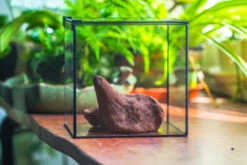 Natural Driftwood For Moss Terrarium, Miniature, Micro Landscape, Unique 10-51, Suitable For Both Live And Preserved Moss -Ncyp Garden Store IMG 8262