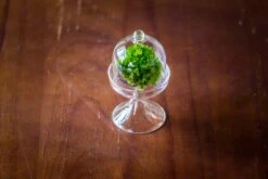 3 Units Mini Glass Serve Stand Dome Cloche Set 7x12.8cm -Ncyp Garden Store IMG 8264 2