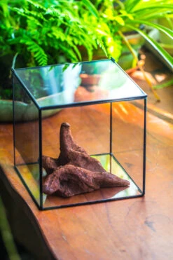 Natural Driftwood For Moss Terrarium, Miniature, Micro Landscape, Unique 10-50, Suitable For Both Live And Preserved Moss -Ncyp Garden Store IMG 8267