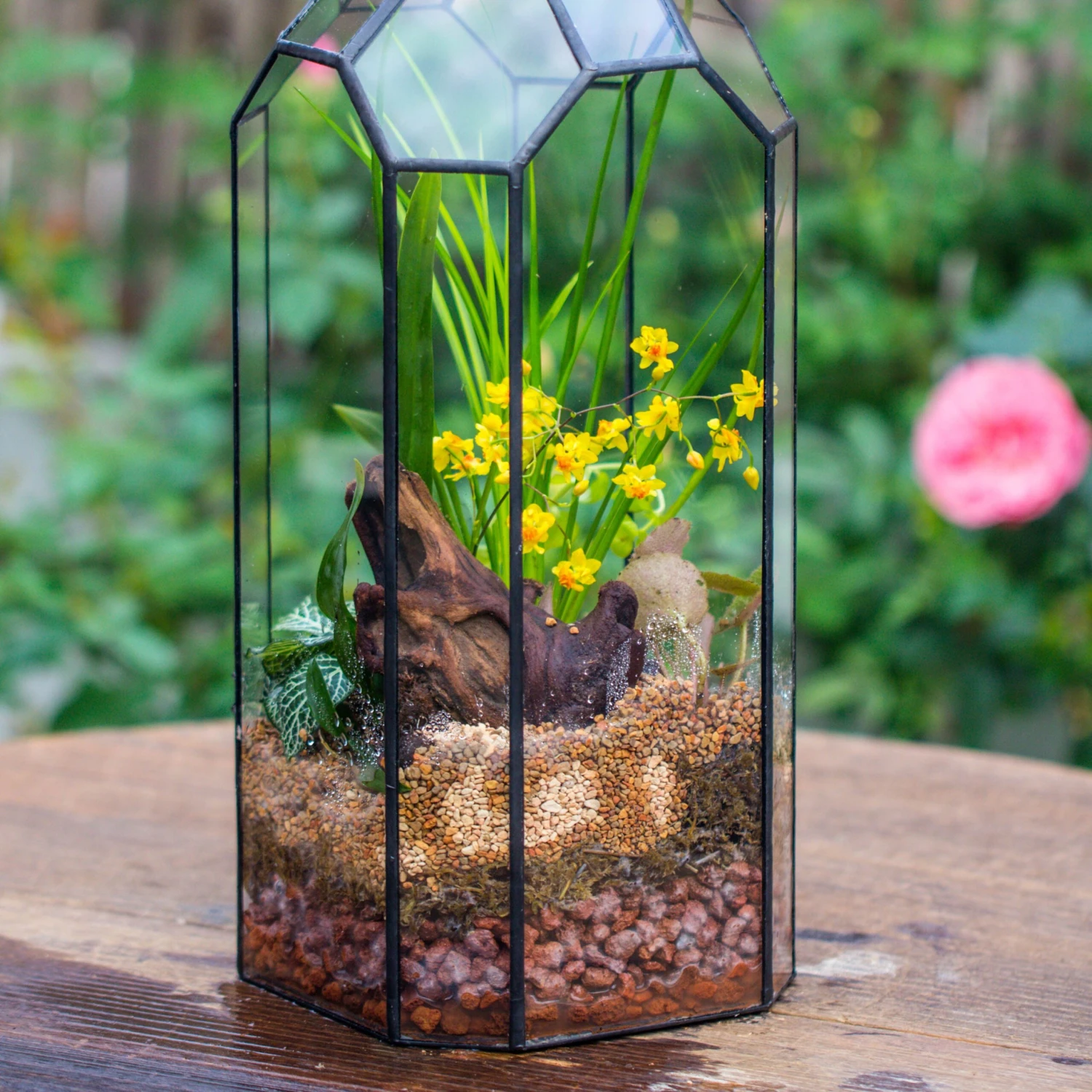 Basic Moss Terrarium Planting KIT, Suitable For Terrarium, Moss, Fern, Orchid, Begonia, Small Tropical 11 Basic Moss Terrarium Planting KIT, Suitable For Terrarium, Moss, Fern, Orchid, Begonia, Small Tropical - Image 9