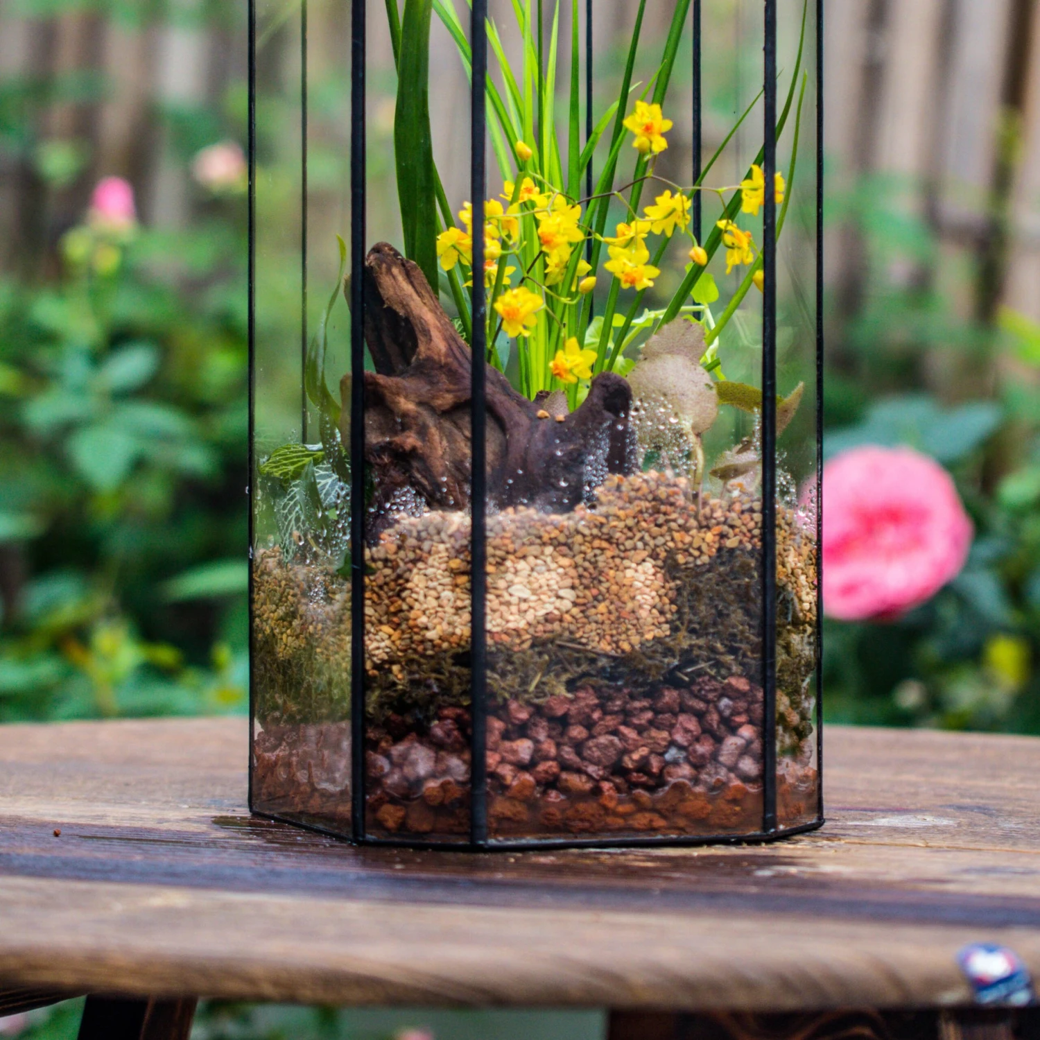 Basic Moss Terrarium Planting KIT, Suitable For Terrarium, Moss, Fern, Orchid, Begonia, Small Tropical 12 Basic Moss Terrarium Planting KIT, Suitable For Terrarium, Moss, Fern, Orchid, Begonia, Small Tropical - Image 10