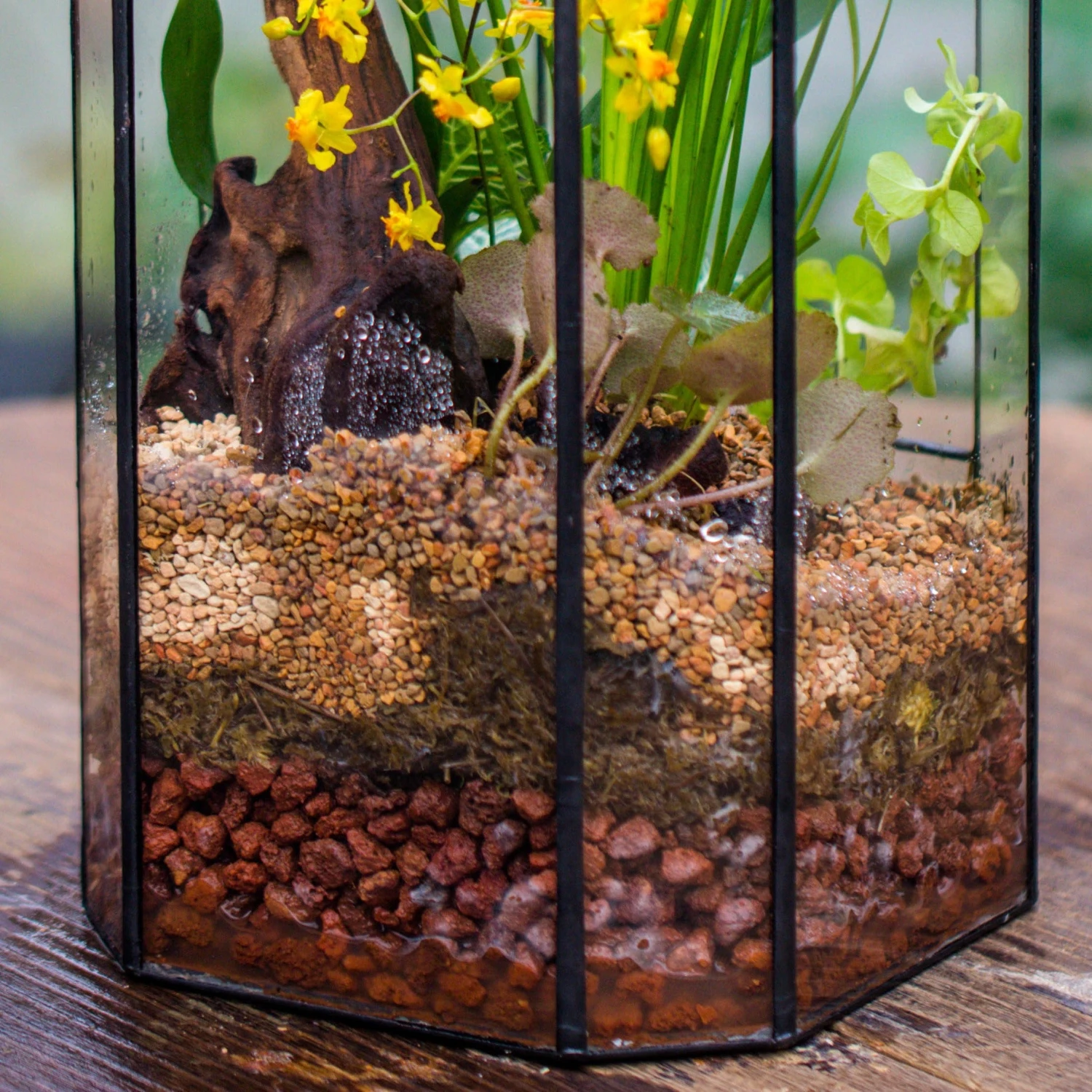 Basic Moss Terrarium Planting KIT, Suitable For Terrarium, Moss, Fern, Orchid, Begonia, Small Tropical 4 Basic Moss Terrarium Planting KIT, Suitable For Terrarium, Moss, Fern, Orchid, Begonia, Small Tropical - Image 2