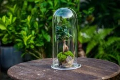 Tall Glass Dome With Glass Base And Gold Metal Base Set -Ncyp Garden Store IMG 8511