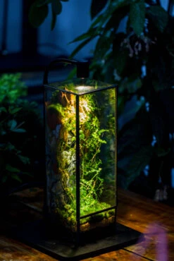 NCYP Close 11.8" Tall Geometric Glass Terrarium With Door, Tin Sealed Pillar, Planter For Moss Wall, Fern, Pitcher Plants, Tropical Plants 28 NCYP Close 11.8" Tall Geometric Glass Terrarium With Door, Tin Sealed Pillar, Planter For Moss Wall, Fern, Pitcher Plants, Tropical Plants -Ncyp Garden Store IMG 8530 d1032128 cd97 4734 a016 088859a9a18c