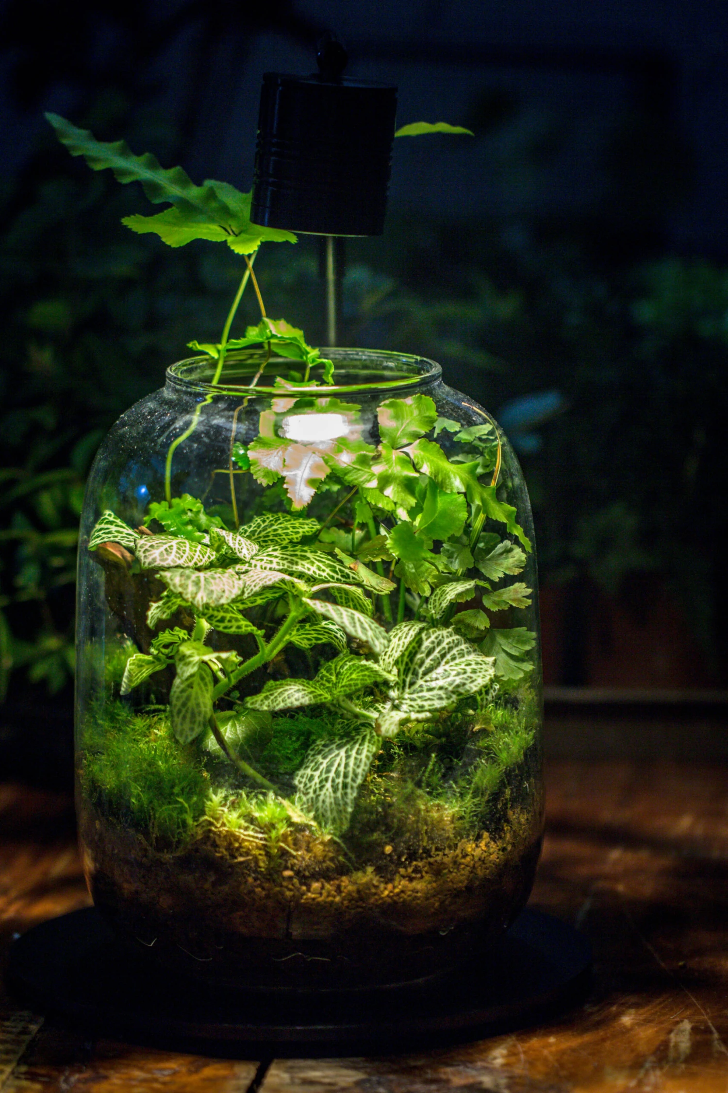 Terrarium Planting Kit Glass Jar And Black LED Grow Light With Base Kit, With Planting Material, DIY Kit 7 Terrarium Planting Kit Glass Jar And Black LED Grow Light With Base Kit, With Planting Material, DIY Kit - Image 5