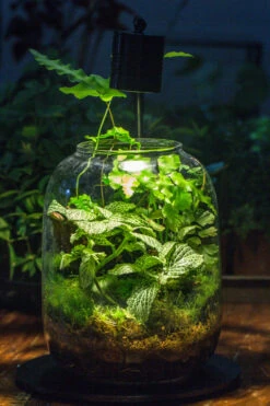 Terrarium Planting Kit Glass Jar And Black LED Grow Light With Base Kit, With Planting Material, DIY Kit 20 Terrarium Planting Kit Glass Jar And Black LED Grow Light With Base Kit, With Planting Material, DIY Kit -Ncyp Garden Store IMG 8535 03062fde 6044 4692 8587 ae55684642c2
