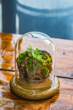 Round Glass Cloche Terrarium 12 Cm Diameter X 15cm Height With Matching Warm White Spot LED Grow Light And Base Set -Ncyp Garden Store IMG 8578 dcb3ffe8 1b5b 48dc 8d2d cc1b28db8e47