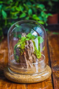 Round Glass Cloche Terrarium 12 Cm Diameter X 15cm Height With Matching Warm White Spot LED Grow Light And Base Set -Ncyp Garden Store IMG 8582