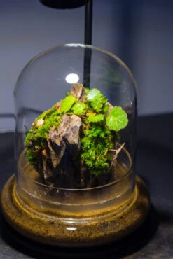 Round Glass Cloche Terrarium 12 Cm Diameter X 15cm Height With Matching Warm White Spot LED Grow Light And Base Set -Ncyp Garden Store IMG 8585