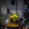 Round Glass Cloche Terrarium 12 Cm Diameter X 15cm Height With Matching Warm White Spot LED Grow Light And Base Set -Ncyp Garden Store IMG 8641