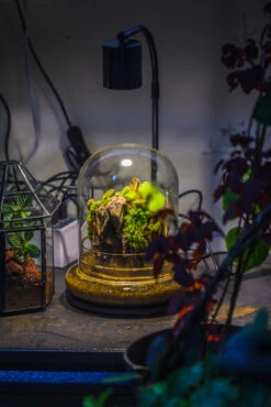 Round Glass Cloche Terrarium 12 Cm Diameter X 15cm Height With Matching Warm White Spot LED Grow Light And Base Set -Ncyp Garden Store IMG 8641 e0d53836 e5ce 43e6 9ee4 682f7634e880