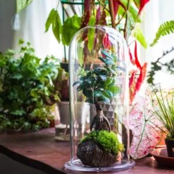 Tall Glass Dome With Glass Base And Gold Metal Base Set