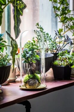 Tall Glass Dome With Glass Base And Gold Metal Base Set -Ncyp Garden Store IMG 8653