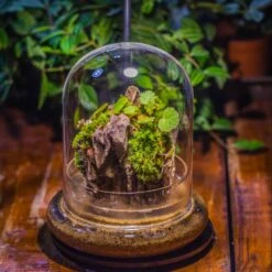 Ncyp Garden Store -Ncyp Garden Store IMG 8654