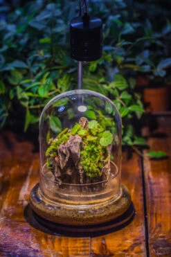 Round Glass Cloche Terrarium 12 Cm Diameter X 15cm Height With Matching Warm White Spot LED Grow Light And Base Set -Ncyp Garden Store IMG 8654 441c523b 32d5 4f8c ad44 9f6f710ba04f