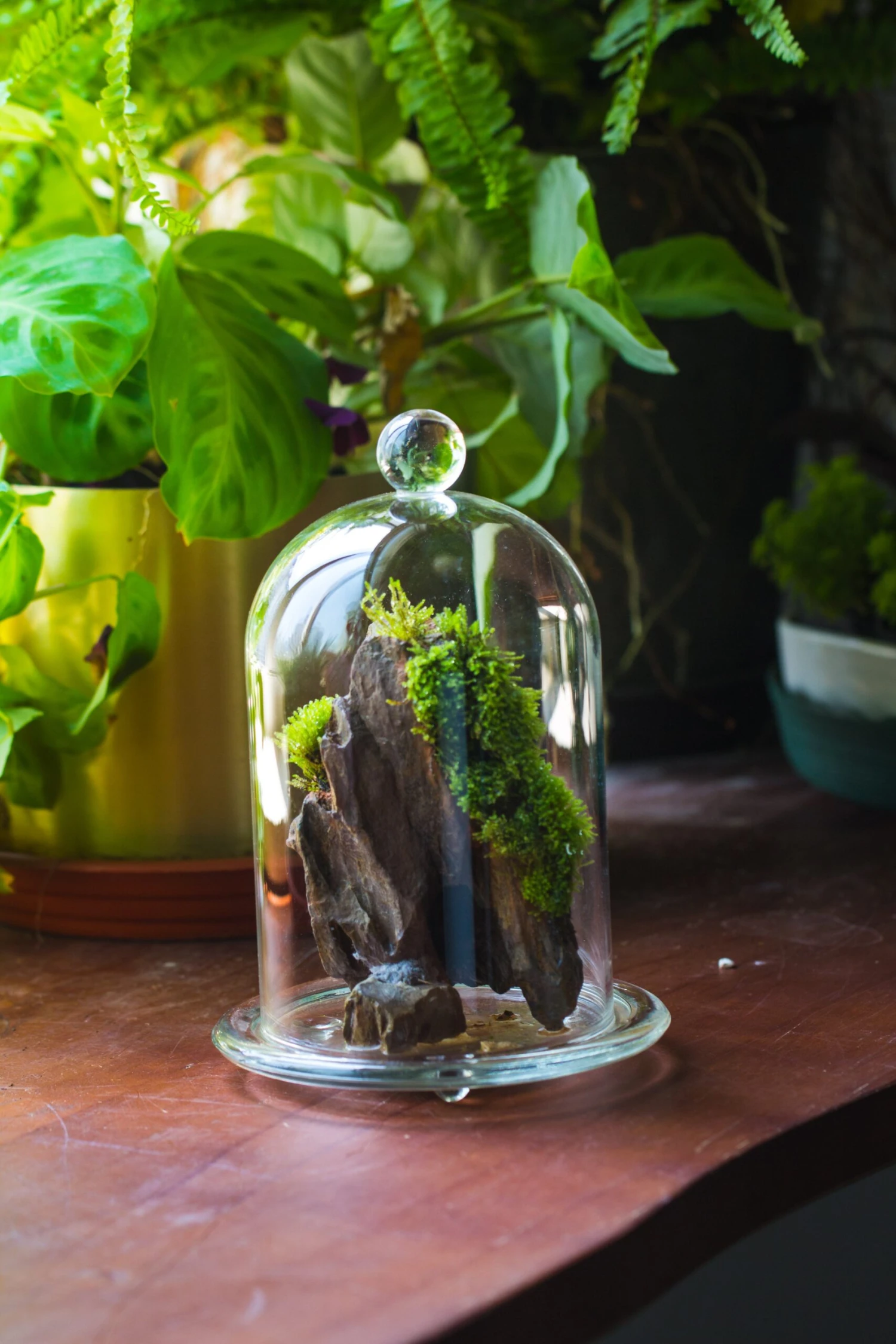 Round Tip Glass Dome Cloche With Glass Base And Gold Metal Base Set 5 Round Tip Glass Dome Cloche With Glass Base And Gold Metal Base Set - Image 3