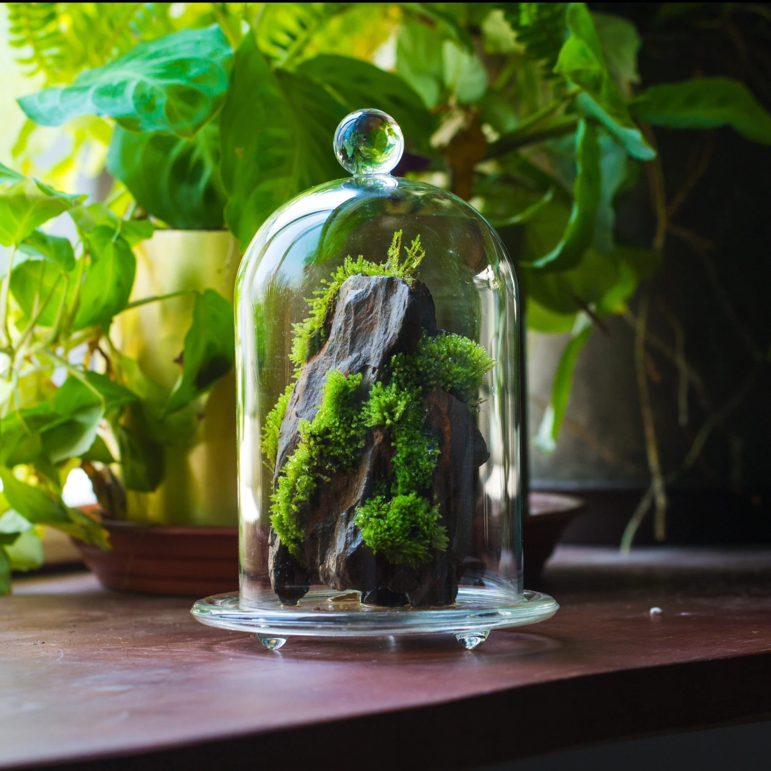 Round Tip Glass Dome Cloche With Glass Base And Gold Metal Base Set 3 Round Tip Glass Dome Cloche With Glass Base And Gold Metal Base Set