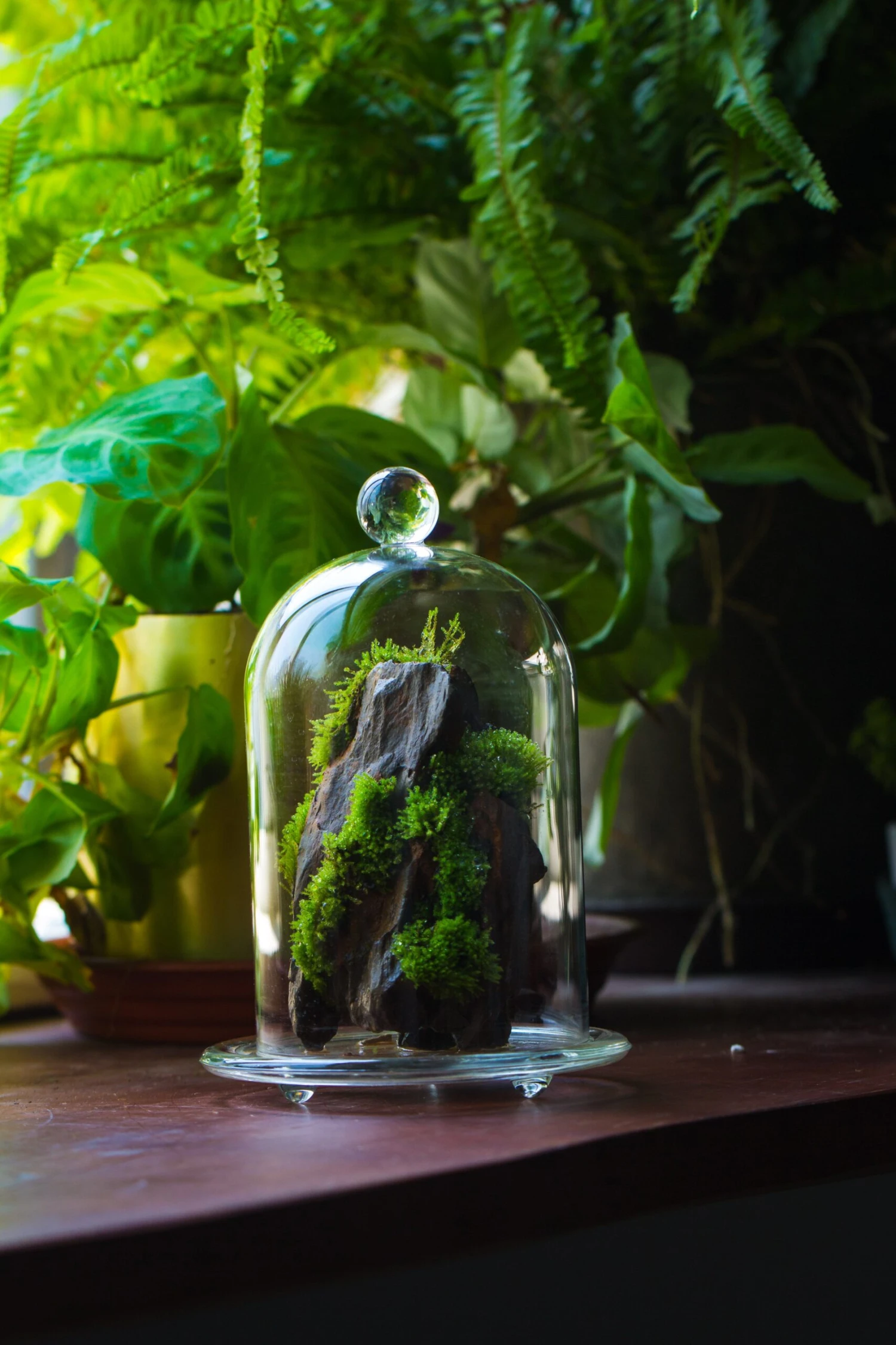 Round Tip Glass Dome Cloche With Glass Base And Gold Metal Base Set 8 Round Tip Glass Dome Cloche With Glass Base And Gold Metal Base Set - Image 6
